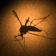 Illustration for article titled New CDC Guidelines Advise Women to Postpone Pregnancy After Zika Exposure